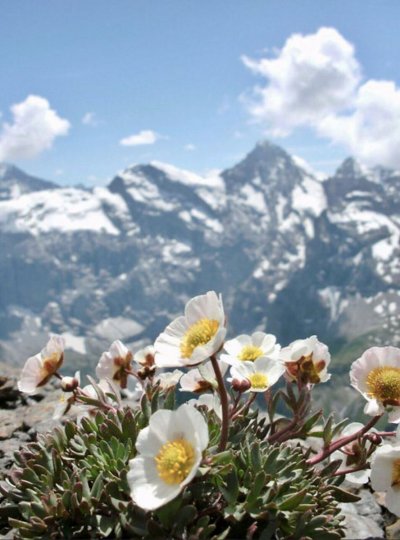 Альпийские Луга цветы Швейцария