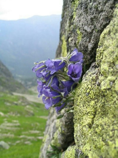 Колокольчик Абхазия