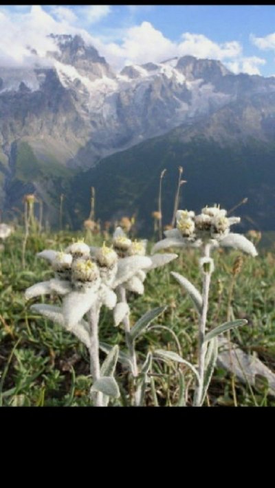 Эдельвейс цветок