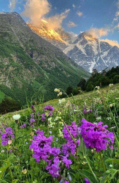 Альпийские Луга Приэльбрусья