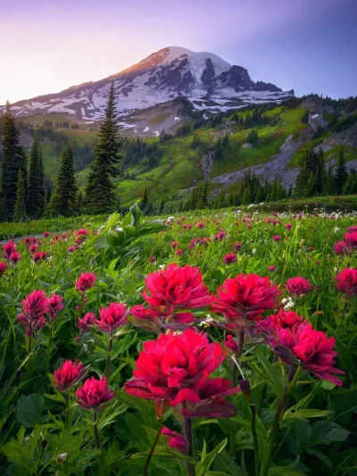 Национальный парк Маунт-Рейнир