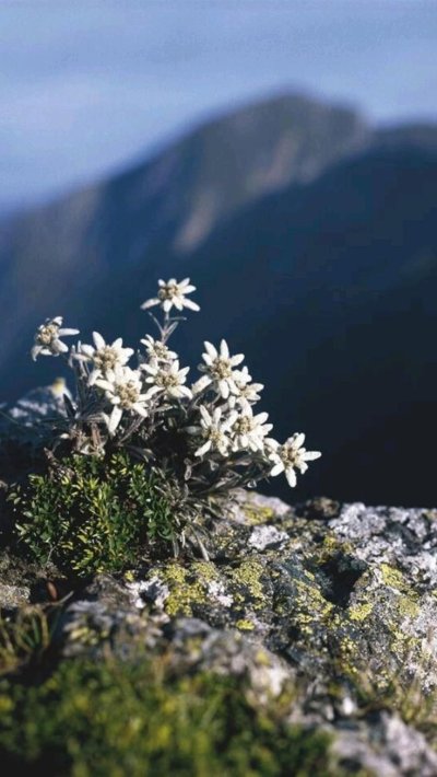 Горный цветок Эдельвейс