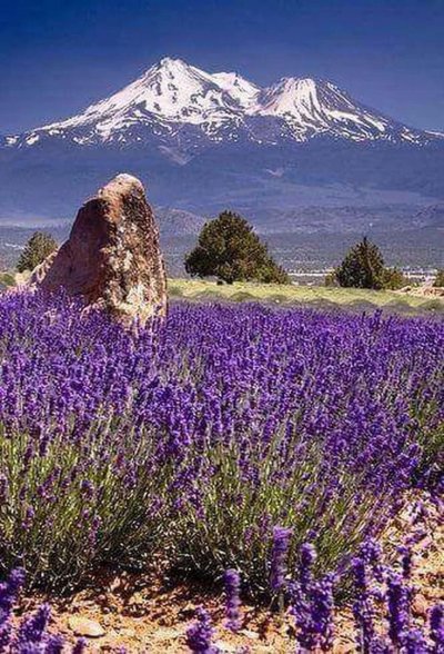 Цветы "Лаванда Горная"