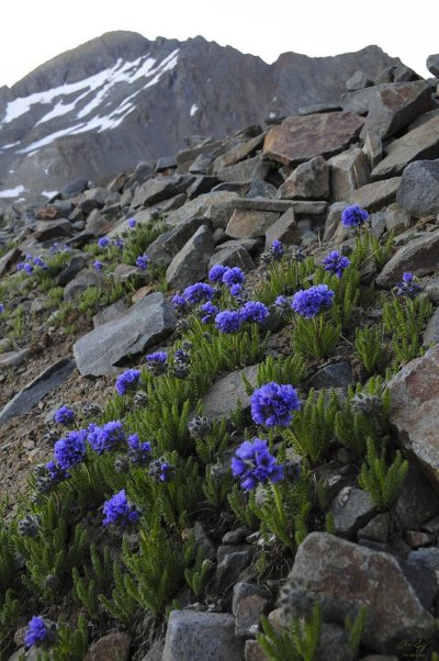 Горные растения