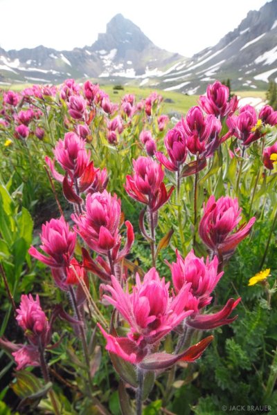 Горные тюльпаны Тянь Шаня