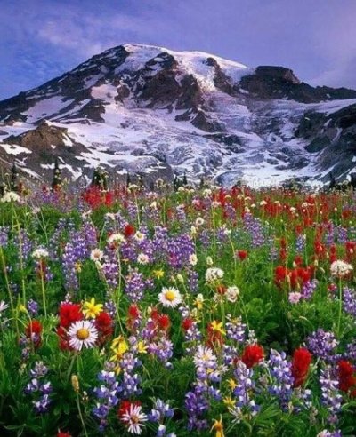 Горный Алтай разнотравье Долина