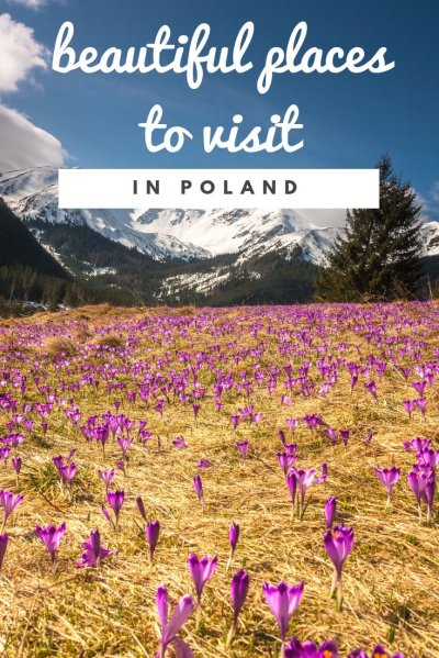 Крокус горный цветок Эльбрус