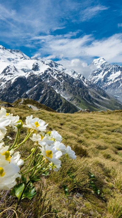 Альпийские Луга Грузия