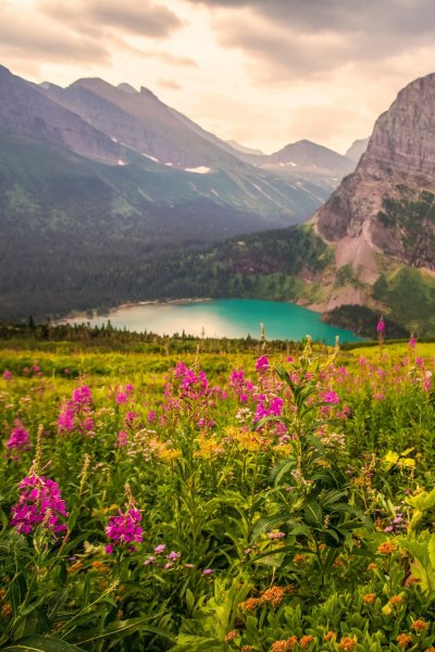 Луга Алтая горный Алтай