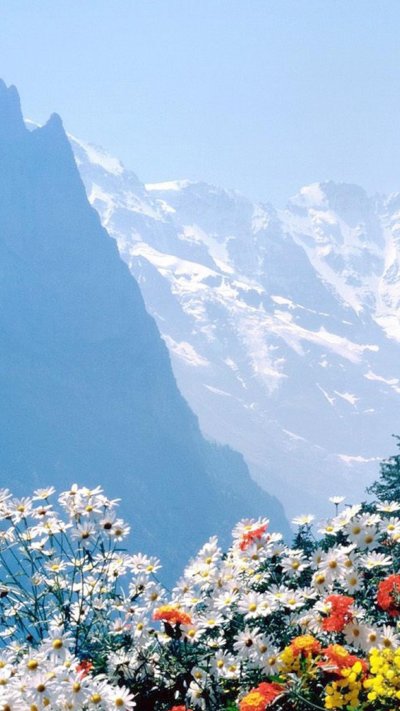 Горный цветок