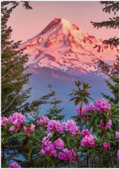 Рододендрон Эльбрус