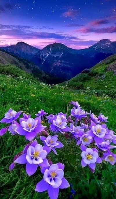 Горные цветы Тянь Шаня