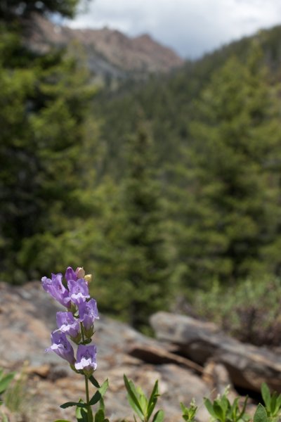 Жуляъ растение в горах