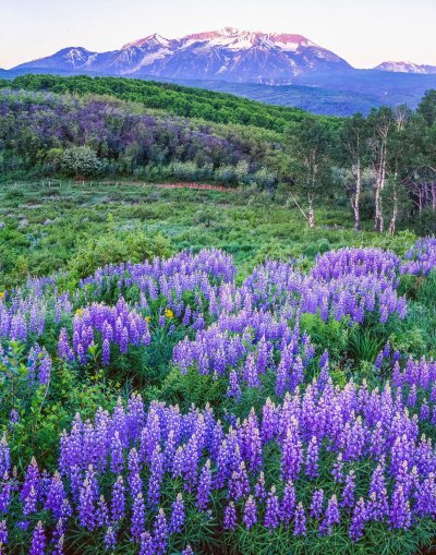 Цветы "Лаванда Горная"