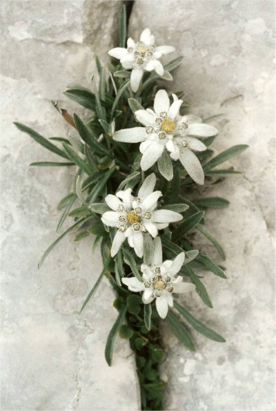 Эдельвейс Альпийский