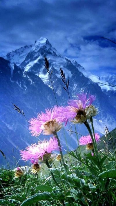 Горная Лаванда Архыз