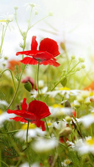 Красивые летние цветы