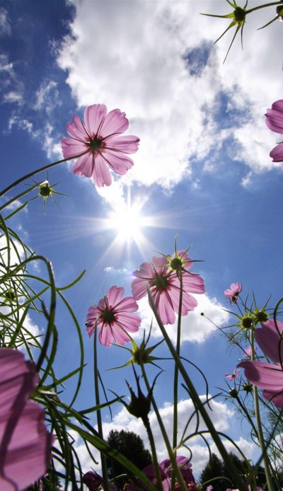 Летние цветочки