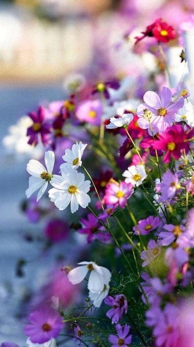 Летние цветы