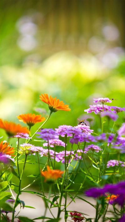 Яркие полевые цветы