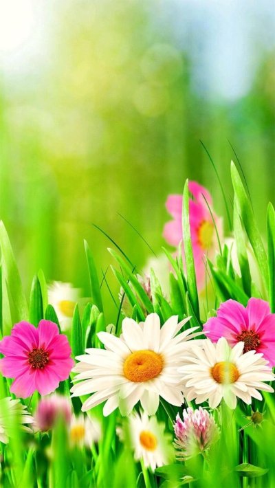 Летние цветы