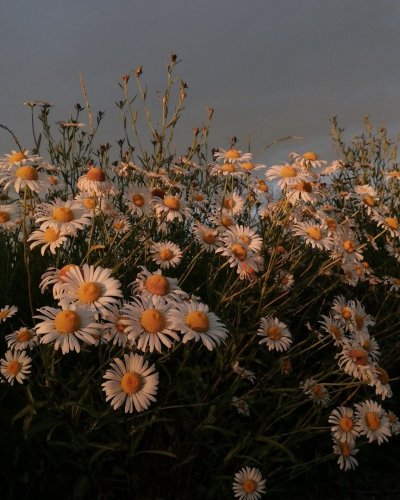 Эстетика ромашек Пинтерест