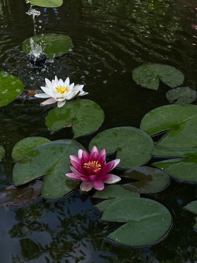 Кувшинки Эстетика