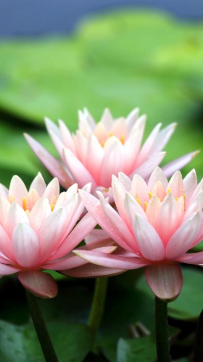 Кувшинка Лилия Лотос