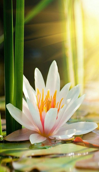 Лотос кувшинка