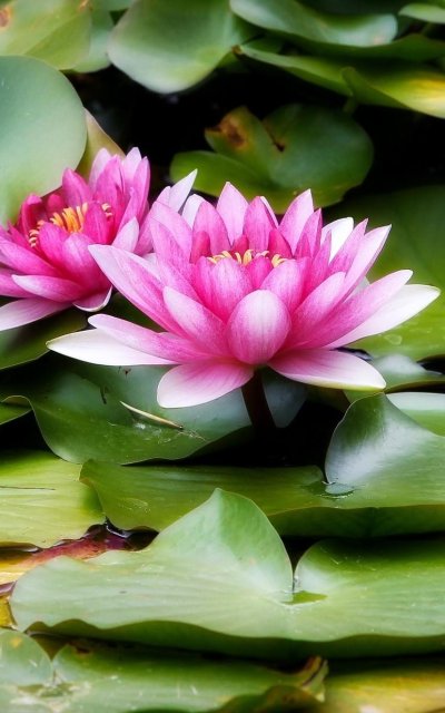 Кувшинка цветок