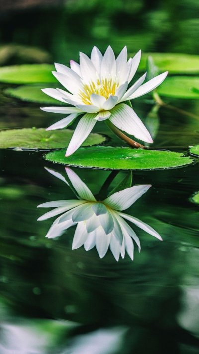 Кувшинка зеленая