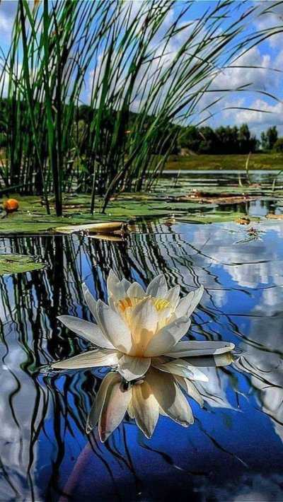 Озеро с кувшинками