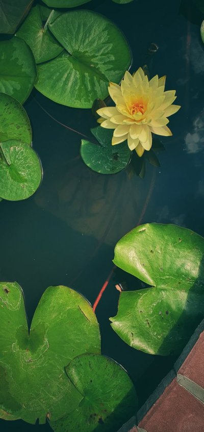 Нимфея желтая