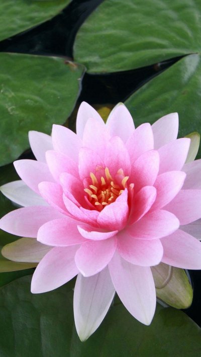 Лотус Фловер