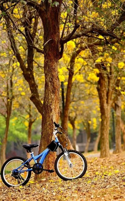 Велосипед осень