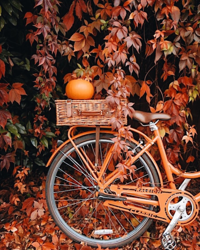 Велосипед осень