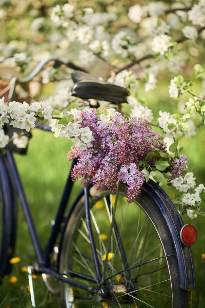 Велосипед сирень
