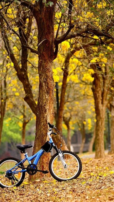 Велосипед в парке