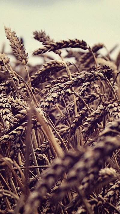 Поле пшеницы