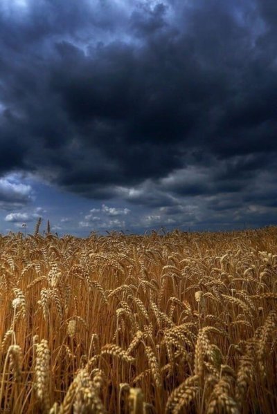 Поле пшеницы