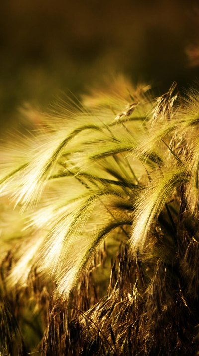 Колосок трава