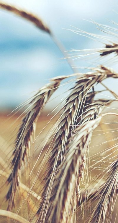 Колосья пшеницы