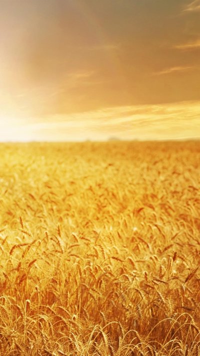 Пшеничное поле