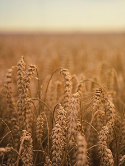 Поле пшеницы