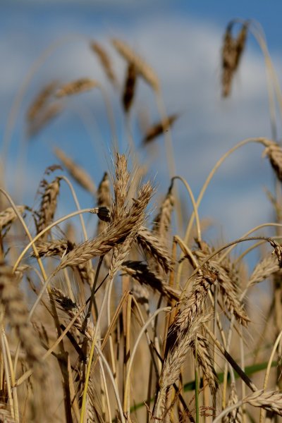 Пшеничное поле вид сверху