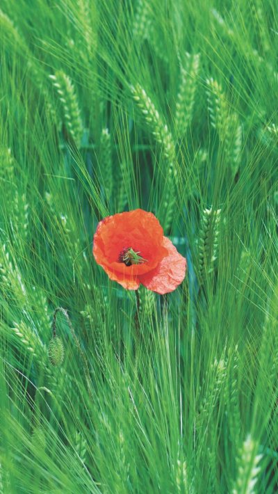 Рожь цветок