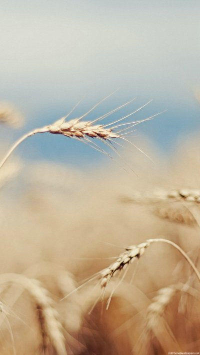 Поле пшеницы