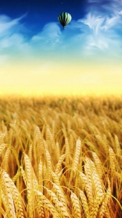 Поле пшеницы