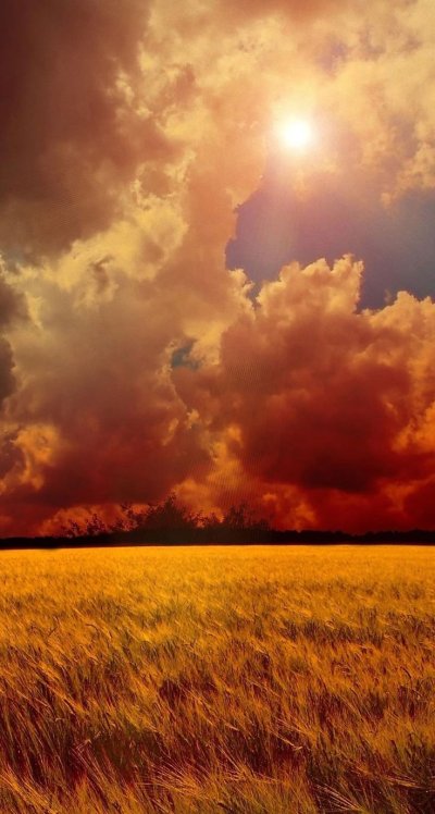 Красивое поле