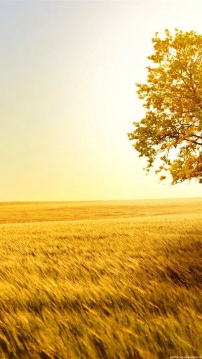 Поле пшеницы